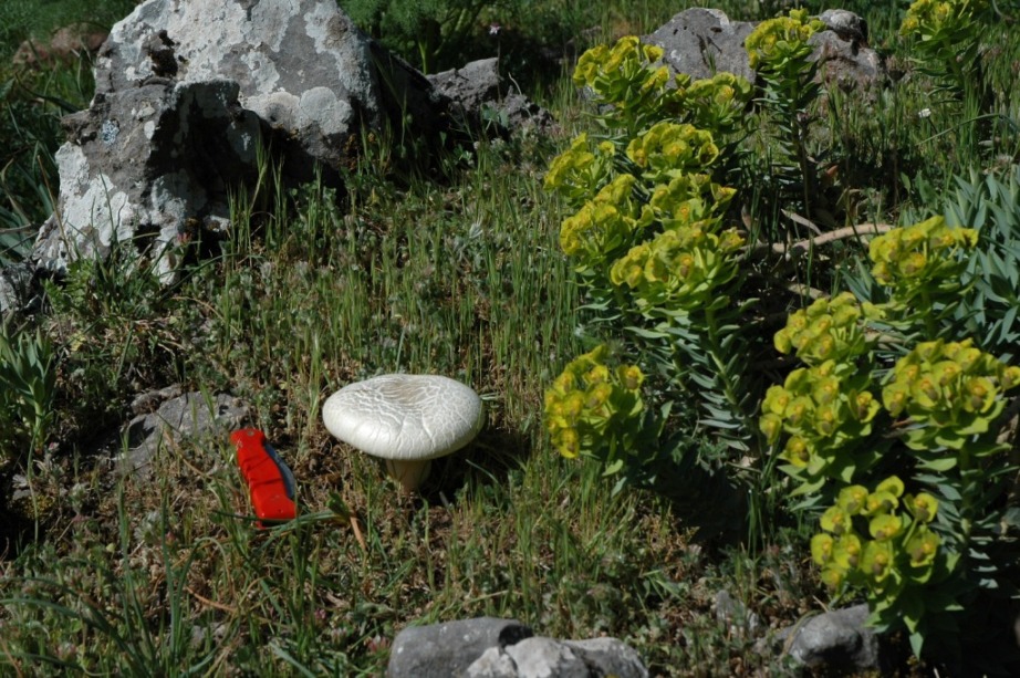 Ancora spettacolari nebrodensis!